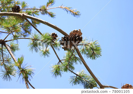 Big pine nuts 78001105