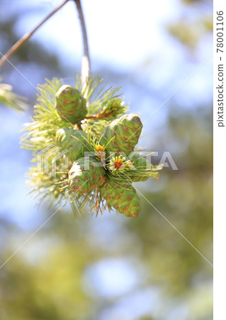 Big pine nuts Big pine nuts 78001106