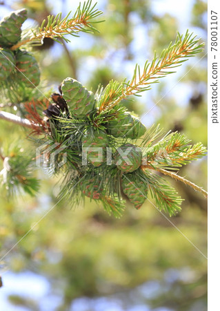 Big pine nuts Big pine nuts 78001107