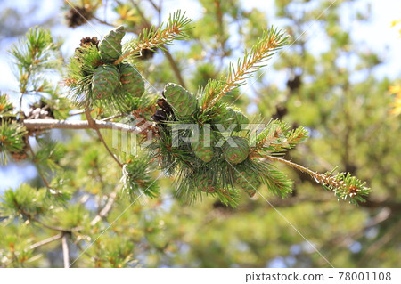 Big pine nuts Big pine nuts 78001108