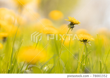 Beautiful yellow dandelions on a spring field. Summer nature background. Nature floral background in early summer 78001352