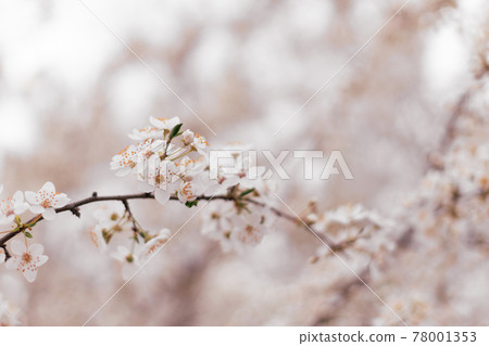 Beautiful cosmos spring banner or horizontal background with delicate blooming cherry blossoms on pink background. Spring time Beautiful cosmos spring banner or horizontal background with delicate blooming cherry blossoms on pink background. Spring time 78001353