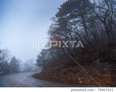 the morning autumn forest road in the fog the morning autumn forest road in the fog 78001921