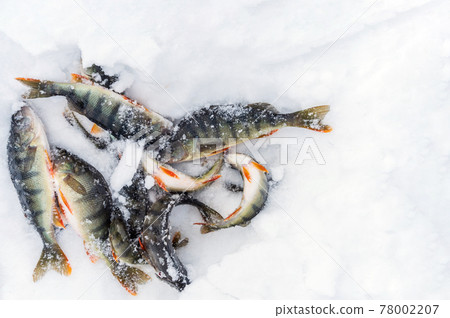 Caught a small freshwater fish common perch, European perch lies on the ice of the river. Winter fishing. Caught a small freshwater fish common perch, European perch lies on the ice of the river. Winter fishing. 78002207