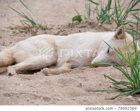 White dog with ticks on ears summer nature sand beach background. Animal fell insects. Puppy hair surface. 78002369