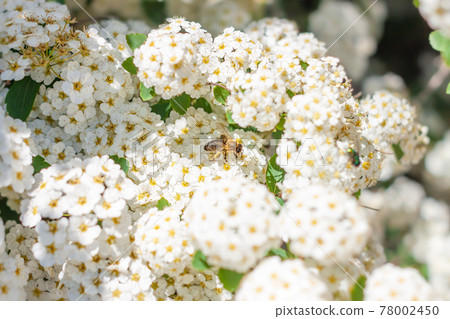 Bee on white Spiraea alba flowers collecting pollen. Narrowleaf meadowsweet blooming bush flower.Spring nature wallpaper Bee on white Spiraea alba flowers collecting pollen. Narrowleaf meadowsweet blooming bush flower.Spring nature wallpaper 78002450