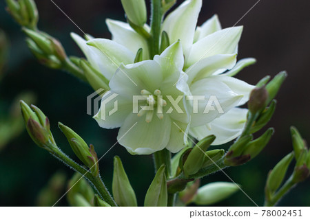 Amazing white Yucca flowers with green leaves background. Yuccas plant bush in the garden.Dark and moody summer backdrop 78002451