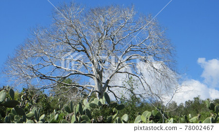 A white tree in the fall grows out of green cacti against a blue sky and white clouds A white tree in the fall grows out of green cacti against a blue sky and white clouds 78002467