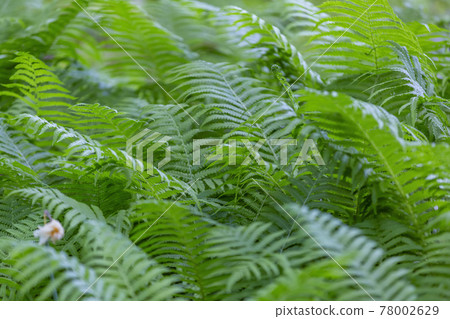 Bright green fern on a summer sunny day in the forest 78002629