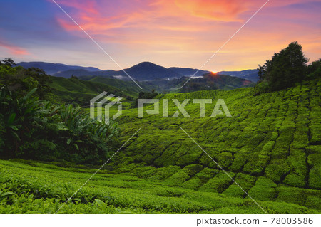 Landscape view of beautiful cameron highlands tea plantation in morning,Pahang, Malaysia 78003586