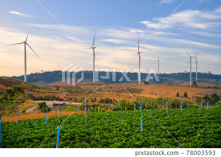 Windmill farm for electricity production. Wind power turbines generating clean renewable energy for sustainable development Windmill farm for electricity production. Wind power turbines generating clean renewable energy for sustainable development 78003593