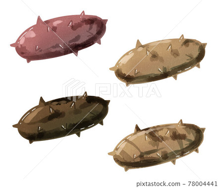 Sea cucumber watercolor style Sea cucumber watercolor style 78004441