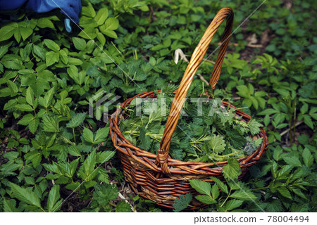 Picking nettles in a basket 78004494