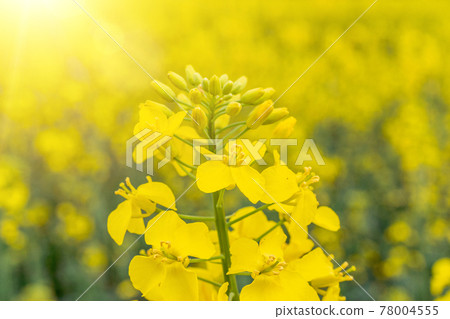 Canola field. Rapeseed plant, colza rapeseed for green energy. Yellow rape flower for healthy food oil on field. Springtime golden flowering. 78004555