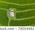 Small hut in the middle of paddy fields aerial view 78004982