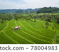 Small hut in the middle of paddy fields aerial view 78004983