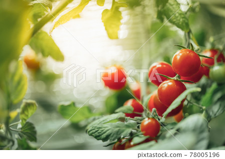 ripe cherry tomatoes bush with artificial grow light ripe cherry tomatoes bush with artificial grow light 78005196