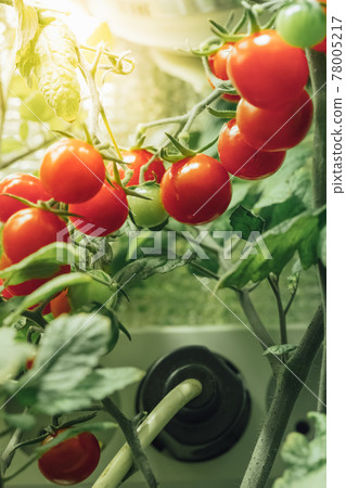 ripe cherry tomatoes bush with artificial grow light ripe cherry tomatoes bush with artificial grow light 78005217