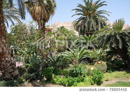 Ein Gedi Botanical Garden on the shores of the Dead Sea Ein Gedi Botanical Garden on the shores of the Dead Sea 78005438