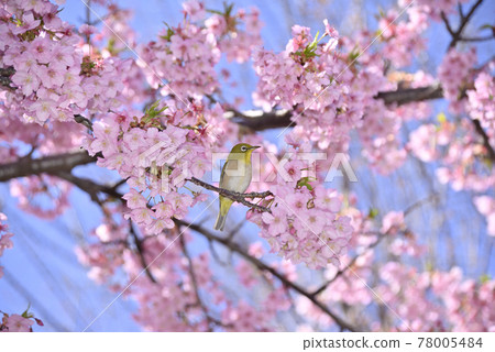 白眼和櫻桃 78005484