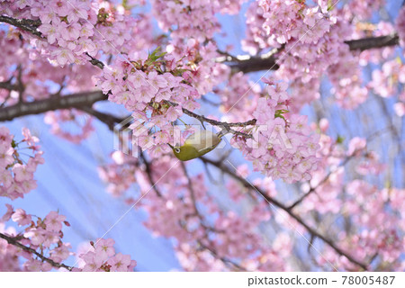 White-eye and cherry 78005487
