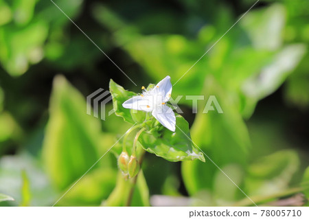 Tokiwa Tsuyukusa flowers and winding stems Tokiwa Tsuyukusa flowers and winding stems 78005710