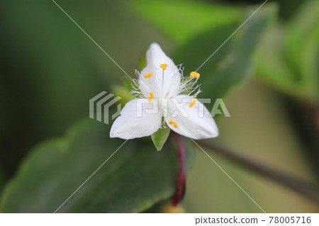 Tokiwa Tsuyukusa flowers and winding stems Tokiwa Tsuyukusa flowers and winding stems 78005716