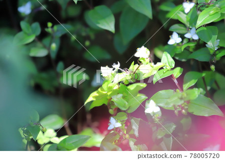 Tokiwa Tsuyukusa 花和纏繞的莖 78005720