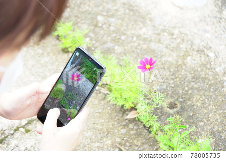 A woman who takes pictures of nature on her mobile phone A woman who takes pictures of nature on her mobile phone 78005735