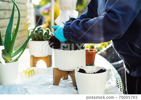 Woman's hands in gloves transplanting plant a into a new pot outdoors. Home gardening and plants care. Selective focus, copy space. 78005765