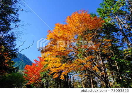 惠那山脈的紅葉 林道大谷霧原線的紅葉 惠那山脈的紅葉 林道大谷霧原線的紅葉 78005863