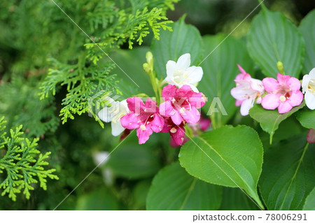 hakonnettsugi花 78006291