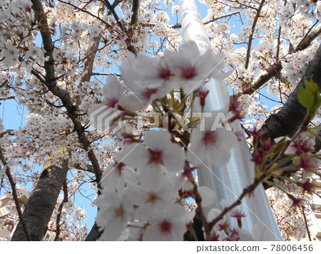 櫻花 櫻花 78006456