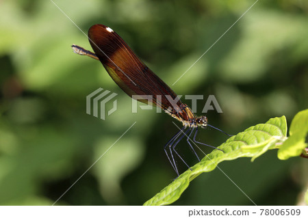 Miyama Kawatombo Miyama Kawatombo 78006509