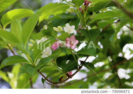 hakonnettsugi花 hakonnettsugi花 78006871