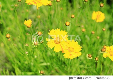 Flower of Okin Keiki 78006879