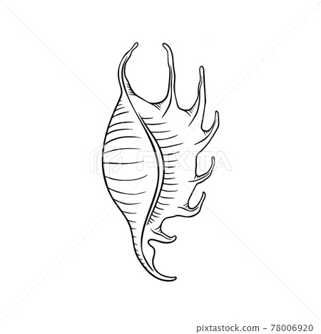 Seashell thin line icon, animal and underwater, shell sign vector graphics, a linear pattern on a white background, eps 10. Seashell thin line icon, animal and underwater, shell sign vector graphics, a linear pattern on a white background, eps 10. 78006920