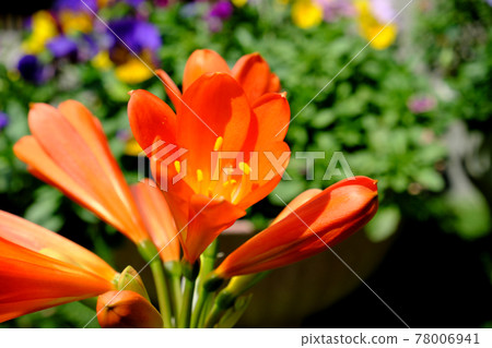 Beautiful clivia flowering 78006941