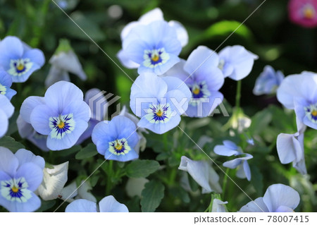 中提琴花 78007415