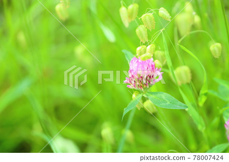 Red clover flower 78007424