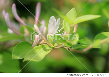 Honeysuckle Flower Honeysuckle Flower 78007715