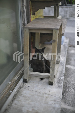 A cat near the 730 intersection on Ishigaki Island in the early morning 78007753