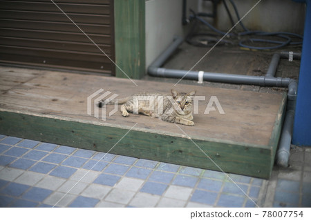 清晨石垣島730路口附近的貓 78007754