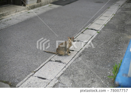 清晨石垣島730路口附近的貓 78007757