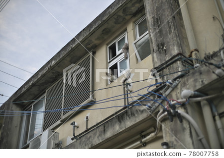 A cat near the 730 intersection on Ishigaki Island in the early morning 78007758