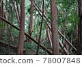 Fallen tree after typhoon 78007848
