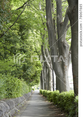 櫸木林立的人行道 78007885