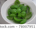 Basil harvested in the vegetable garden 78007951
