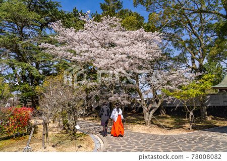 走在山口縣萩市松陰神社賞櫻之路的神社少女 78008082