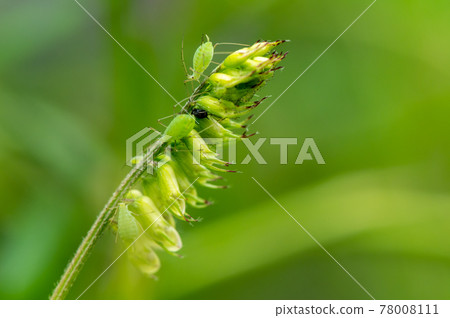 Acyrthosiphonium aphid 78008111